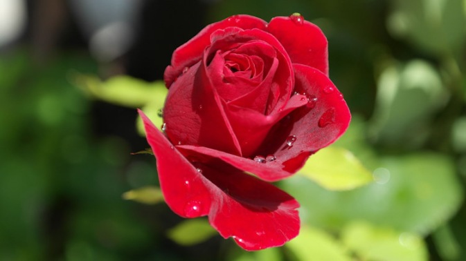 Fragrant-rose